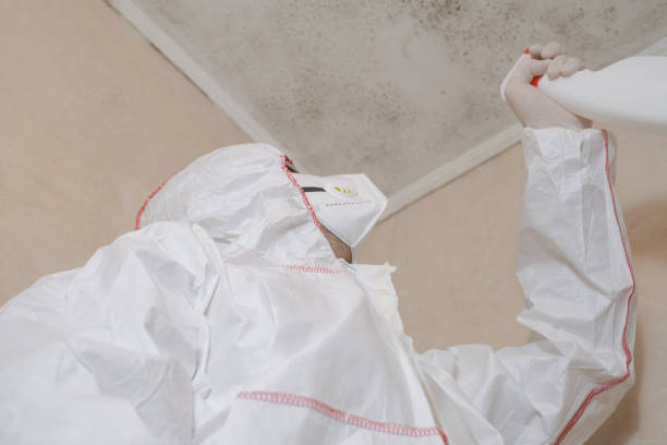Best Commercial Mold Remediation in Greensburg, KY
